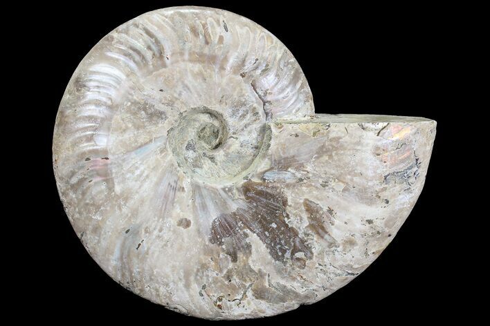 Silver Iridescent Ammonite - Madagascar #77113